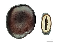 Seed, entire and cross-section