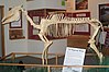 A mounted skeleton of the Hagerman horse within a wood-framed exhibit. Additional exhibits and wall fixtures can be seen in the background.