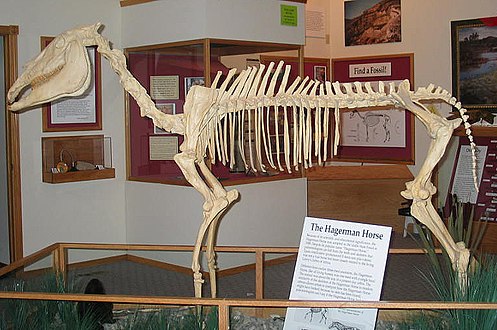 Hagerman Horse Skeleton at Hagerman Visitors Center.