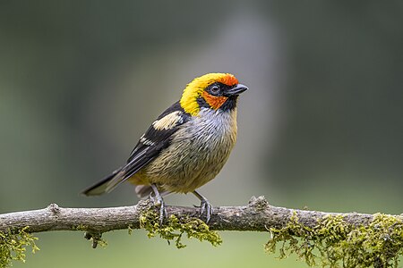 Flame-faced tanager, by Charlesjsharp