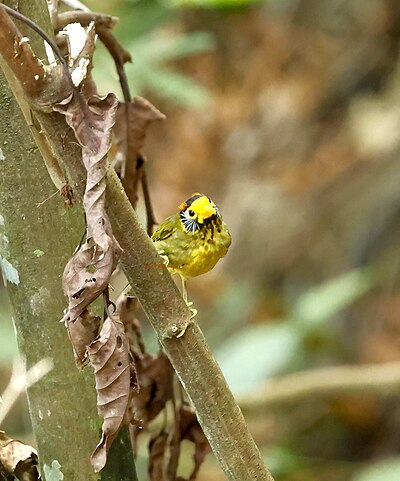 A Flame-templed babbler on Negros Island