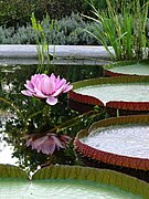 Victoria amazonica (victoria régia) em flor.