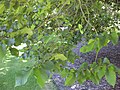 Ulmus procera, RBG Melbourne, with leaves not typical of the UK English elm clone (2010)