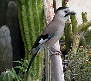 G. g. atricapillus Xerusalén, Palestina