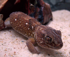 Chondrodactylus angulifer