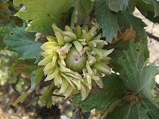 Acorn of Quercus ithaburensis subsp. macrolepis, the valonia oak