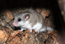 Саванная соня (Graphiurus murinus)