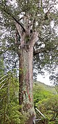 The platform is to protect the big tree from kauri dieback