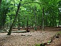 Beech forest.