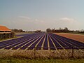 Hillegom, hyacinths