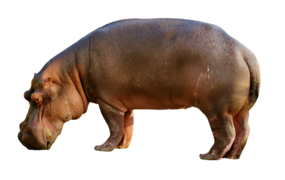 Hippopotamus amphibius