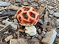 Hydnora abyssinica im Garten der Villa Massimo