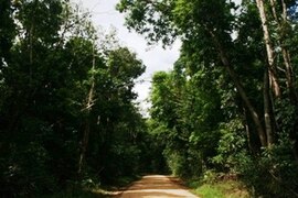 Iron Range National Park, Cape York, Australia