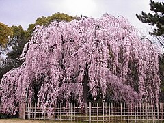 Cerisier en fleurs dans les jardins du palais impérial.