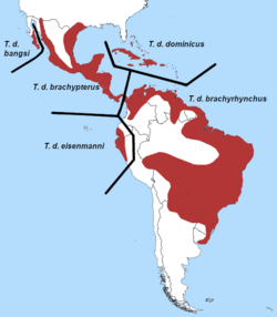 Distribución del macá gris, subespecies separadas por líneas.