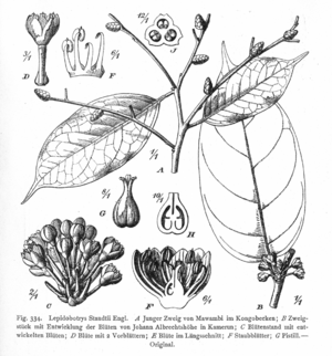 Vegetation der Erde (1915)의 L. staudtii