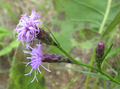 Liatris cylindracea (Sottotribù Liatrinae)