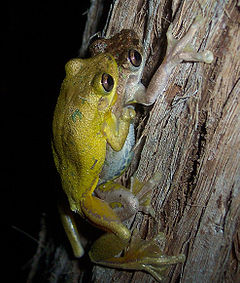 Description de l'image Litoria_tyleri_amplexus.jpg.