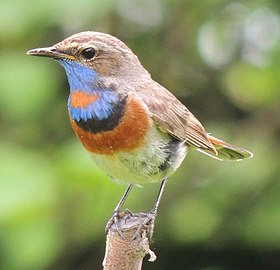 Exemplar macho de Luscinia svecica