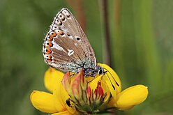 Female aberration obsoleta