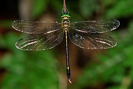 Macromidia donaldi (Synthemistidae)