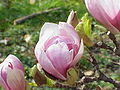 Saucer magnolia (Magnolia × soulangeana)