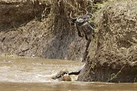 תנין מנסה לגרור גנו אל תוך הנהר, שמורת מסאי מארה