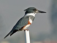 Belted Kingfisher (female)