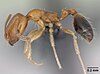 destructive trailing ant (Monomorium destructor)