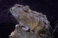 Description de l'image Northern collared lemming.jpg.