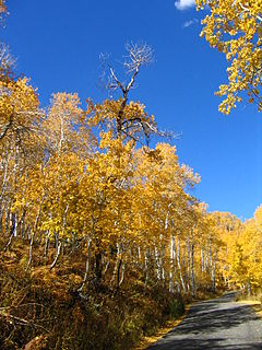 Sundance in the fall