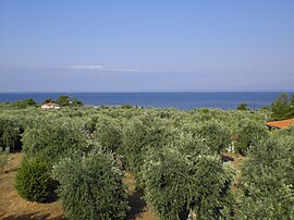 Olive tree grove in Kallirachi