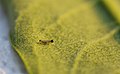 Emergent caterpillar