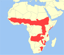 Distribución del oribí