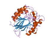 2bq8: CRYSTAL STRUCTURE OF HUMAN PURPLE ACID PHOSPHATASE WITH AN INHIBITORY CONFORMATION OF THE REPRESSION LOOP