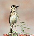 Carrying food for young (Kolkata, West Bengal, India