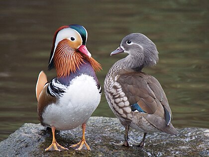 Casal de patos-mandarins (Aix galericulata), em Martin Mere, Lancashire, Reino Unido. (definição 2 207 × 1 656)