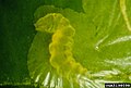 Larva close-up