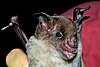 Pale spear-nosed bat