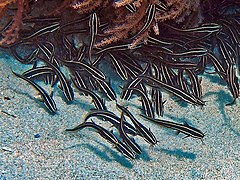 Heterosentis holospinus parasitizes the Striped eel catfish.