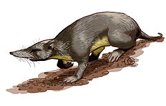 Description de l'image Puerto Rican shrew.jpg.