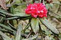 Image 35Maha rath mala (Rhododendron arboreum ssp. zeylanicum) is a rare sub-species of Rhododendron arboreum found in Central Highlands of Sri Lanka. (from Sri Lanka)