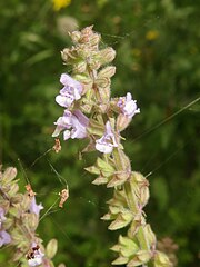 枝先に花穂を出し、多数の淡紫色の小さい花を段ごとにつける。花冠は下唇は上唇より大きく、大きい紫色の斑点がある。