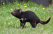 Black Tasmanian devil