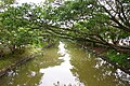 The Connolly Canal