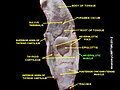 Aryepiglottic muscle