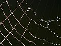 Image 9Dew drops adhering to a spider web (from Properties of water)