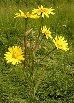 Piennarpukinparta eli pukinparta (Tragopogon pratensis)