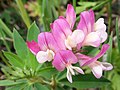 Trifolium lupinaster