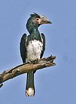 Female in southern Zambia